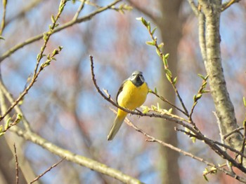 2023年4月29日(土) 湯ノ湖の野鳥観察記録