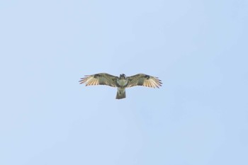 Eastern Buzzard 茨城県高萩市 Wed, 5/3/2023