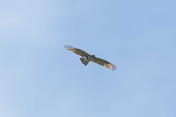 Eastern Buzzard 茨城県高萩市 Wed, 5/3/2023