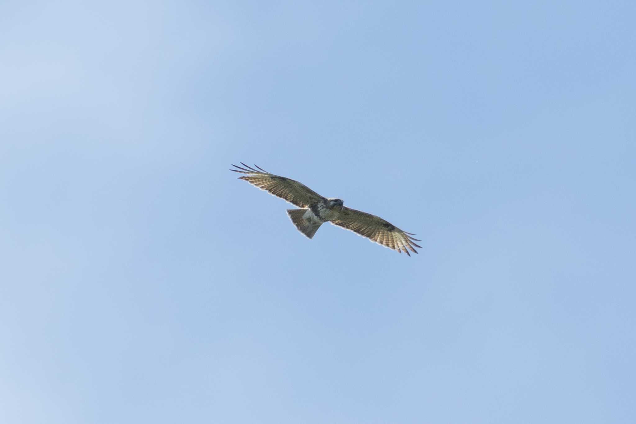 Photo of Eastern Buzzard at 茨城県高萩市 by kirin