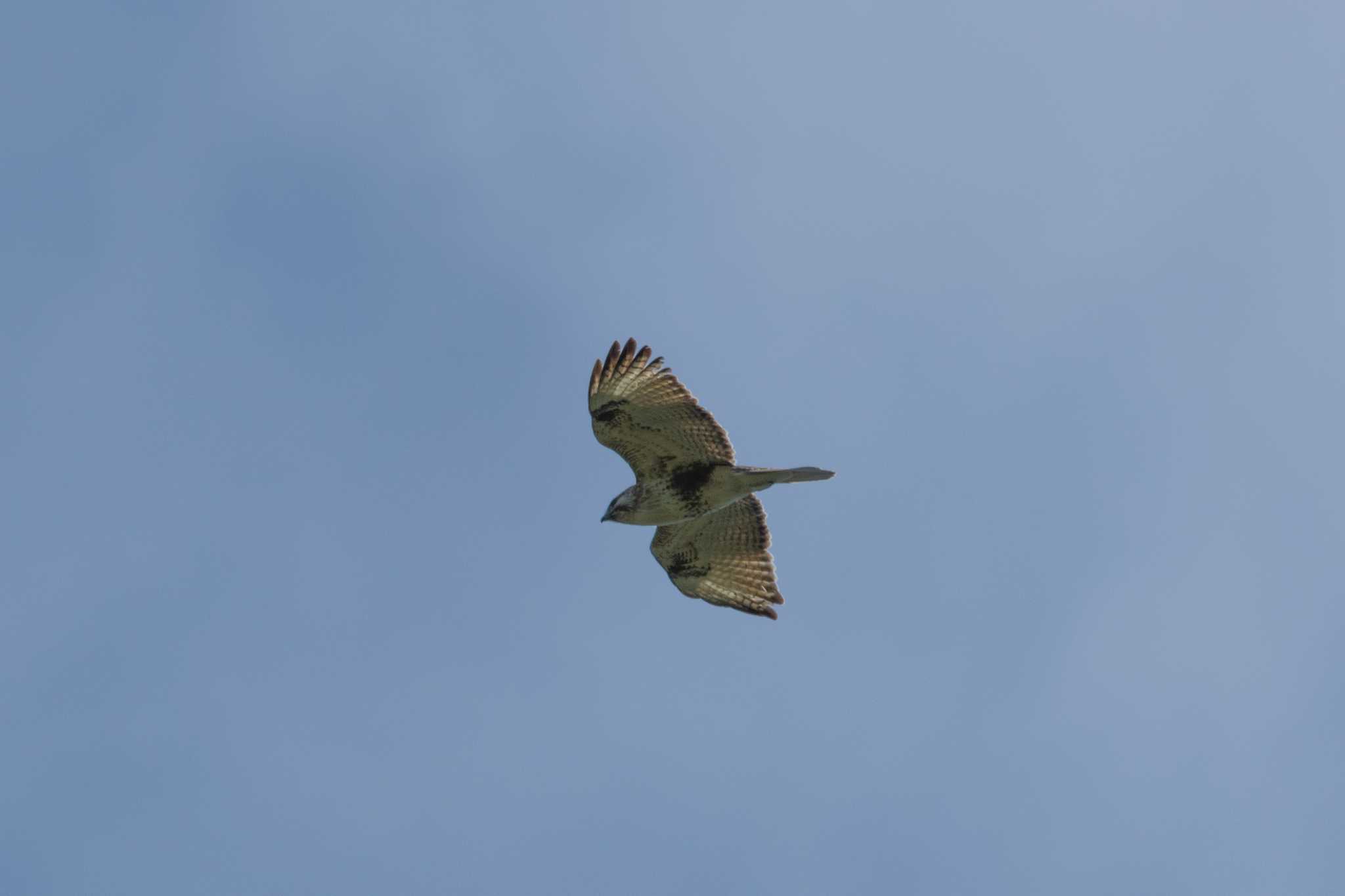 Photo of Eastern Buzzard at 茨城県高萩市 by kirin