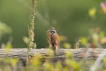 Meadow Bunting 茨城県日立市 Wed, 5/3/2023