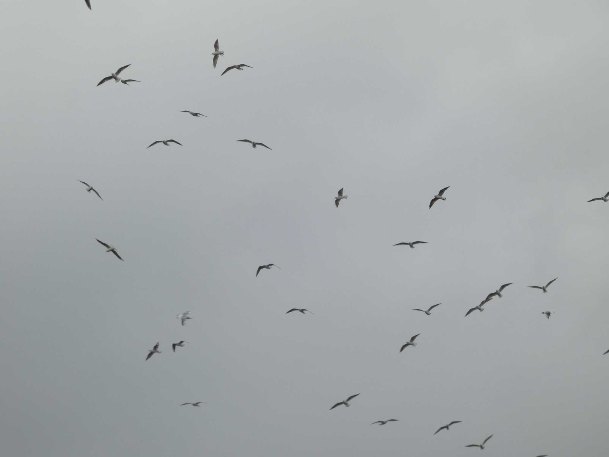 Black-headed Gull