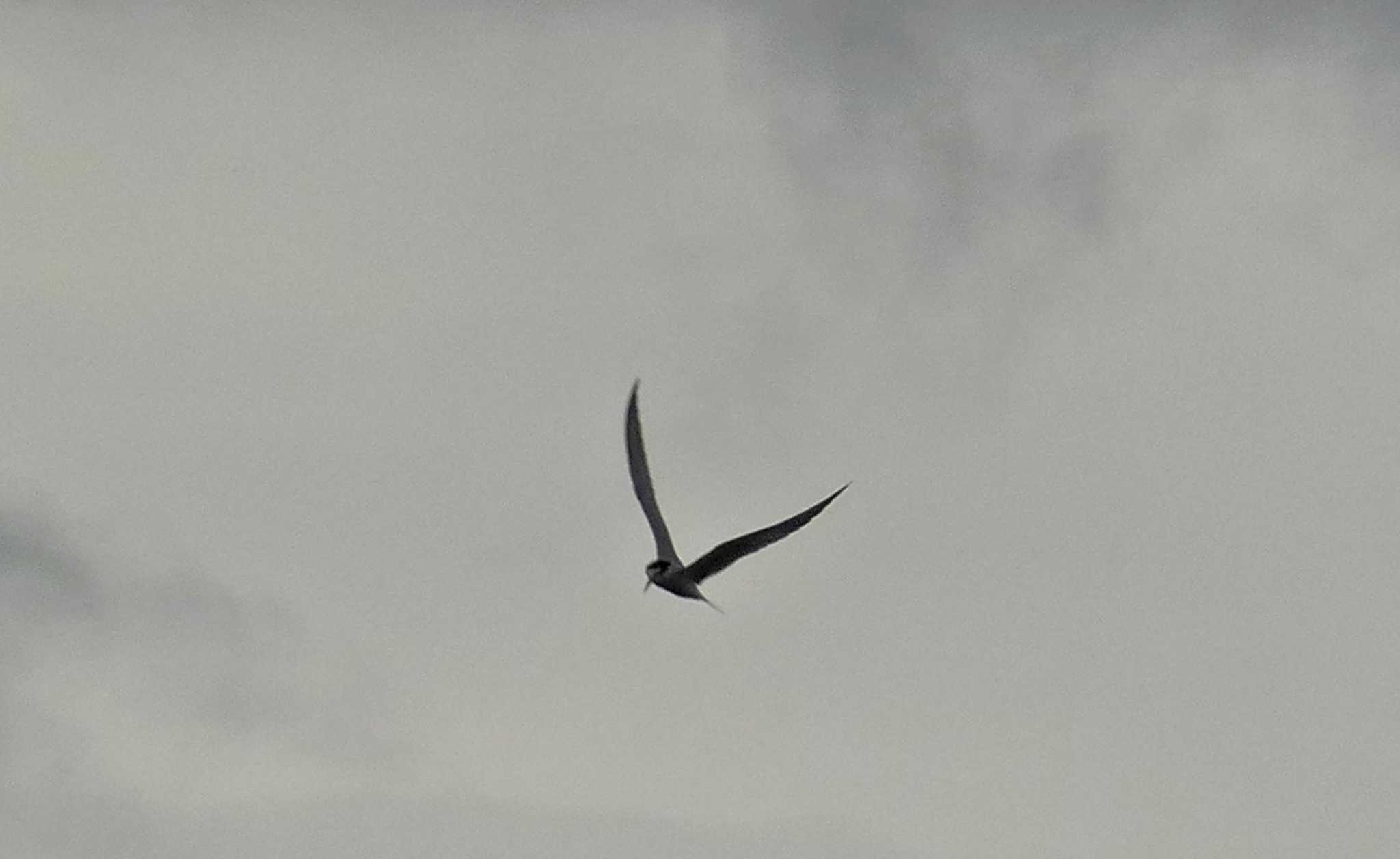 Little Tern