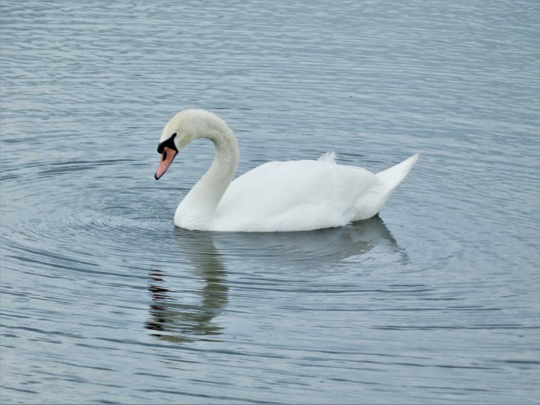 Mute Swan