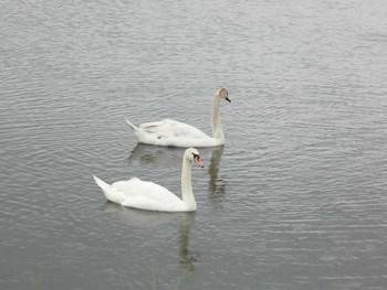 Sun, 5/7/2023 Birding report at 酒匂川河口