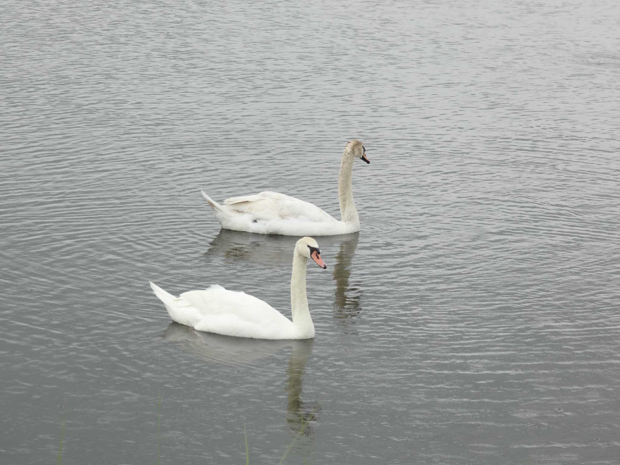 Mute Swan