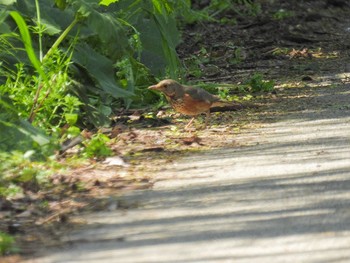 Grey-backed Thrush Awashima Island Thu, 5/4/2023