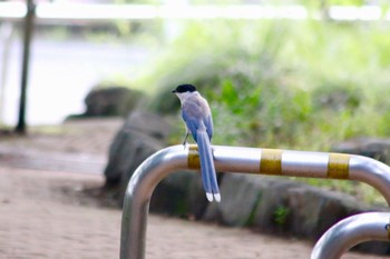 2018年6月21日(木) 羽村市グリーントリム公園付近の野鳥観察記録