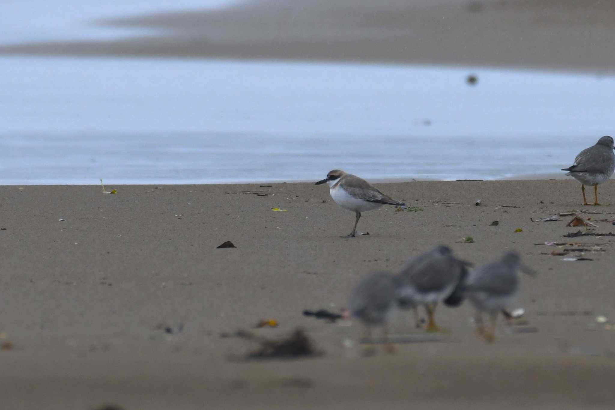 Photo of Greater Sand Plover at 千里浜(石川県羽咋市) by Semal