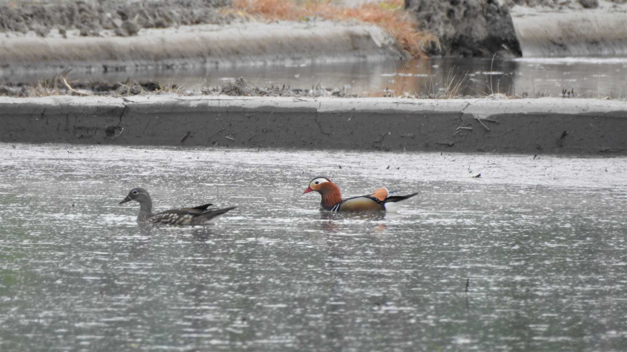 Photo of Mandarin Duck at 小川原湖(青森県) by 緑の風
