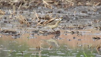 タヒバリ 小川原湖(青森県) 2023年5月5日(金)