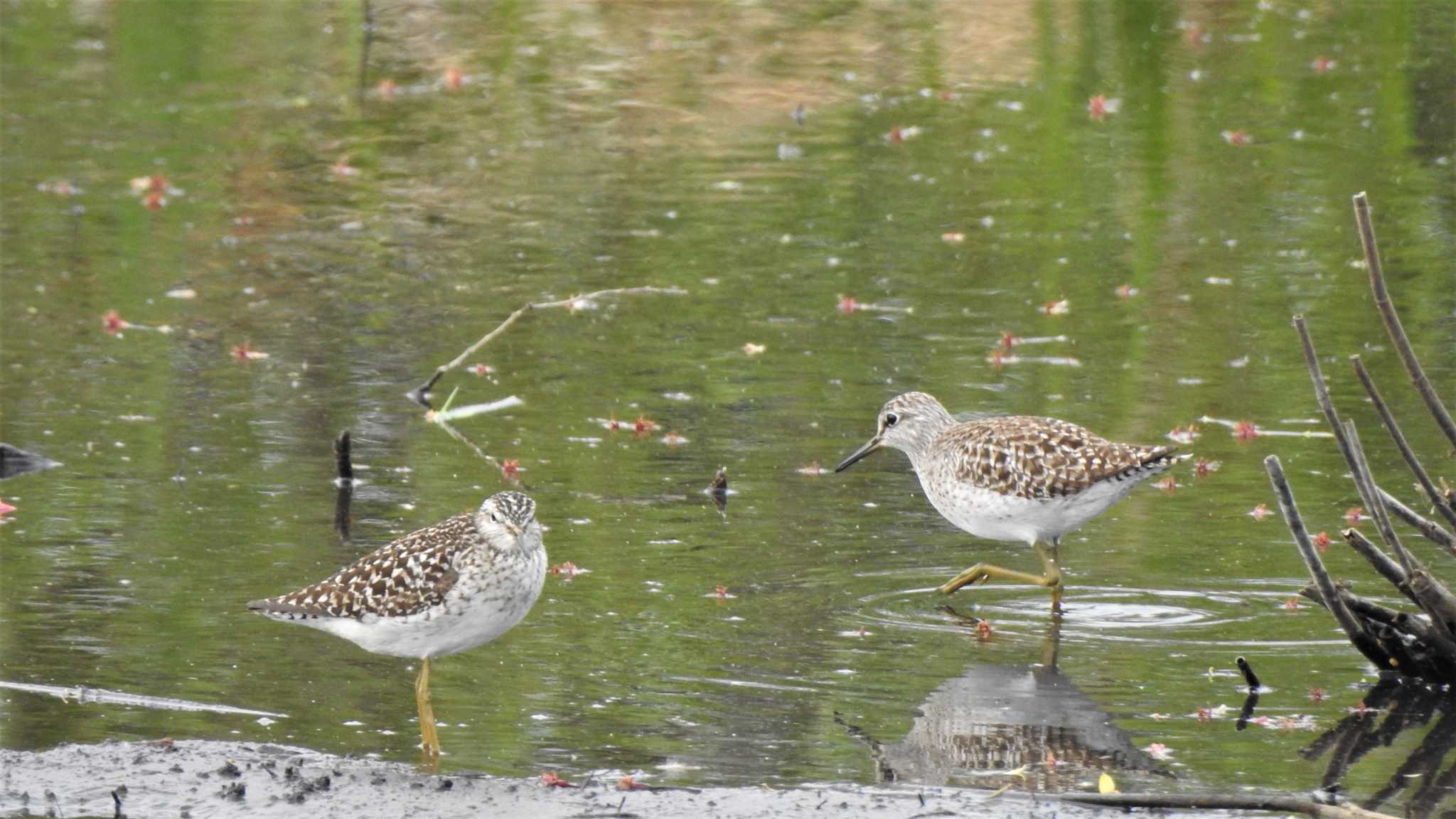 Photo of Wood Sandpiper at 小川原湖(青森県) by 緑の風