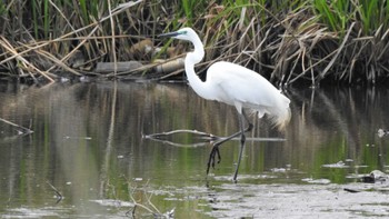 ダイサギ 小川原湖(青森県) 2023年5月5日(金)