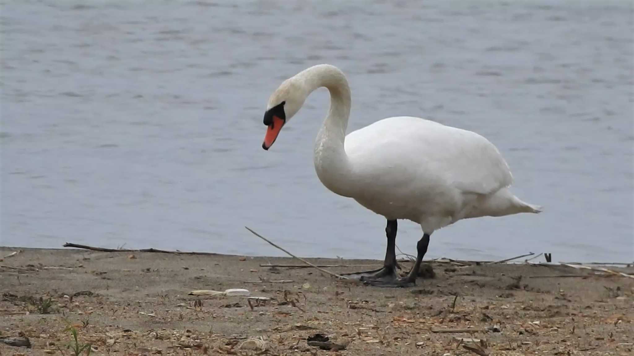 Photo of Mute Swan at 小川原湖(青森県) by 緑の風