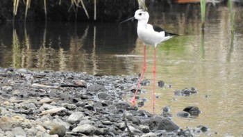 Black-winged Stilt 小川原湖(青森県) Fri, 5/5/2023