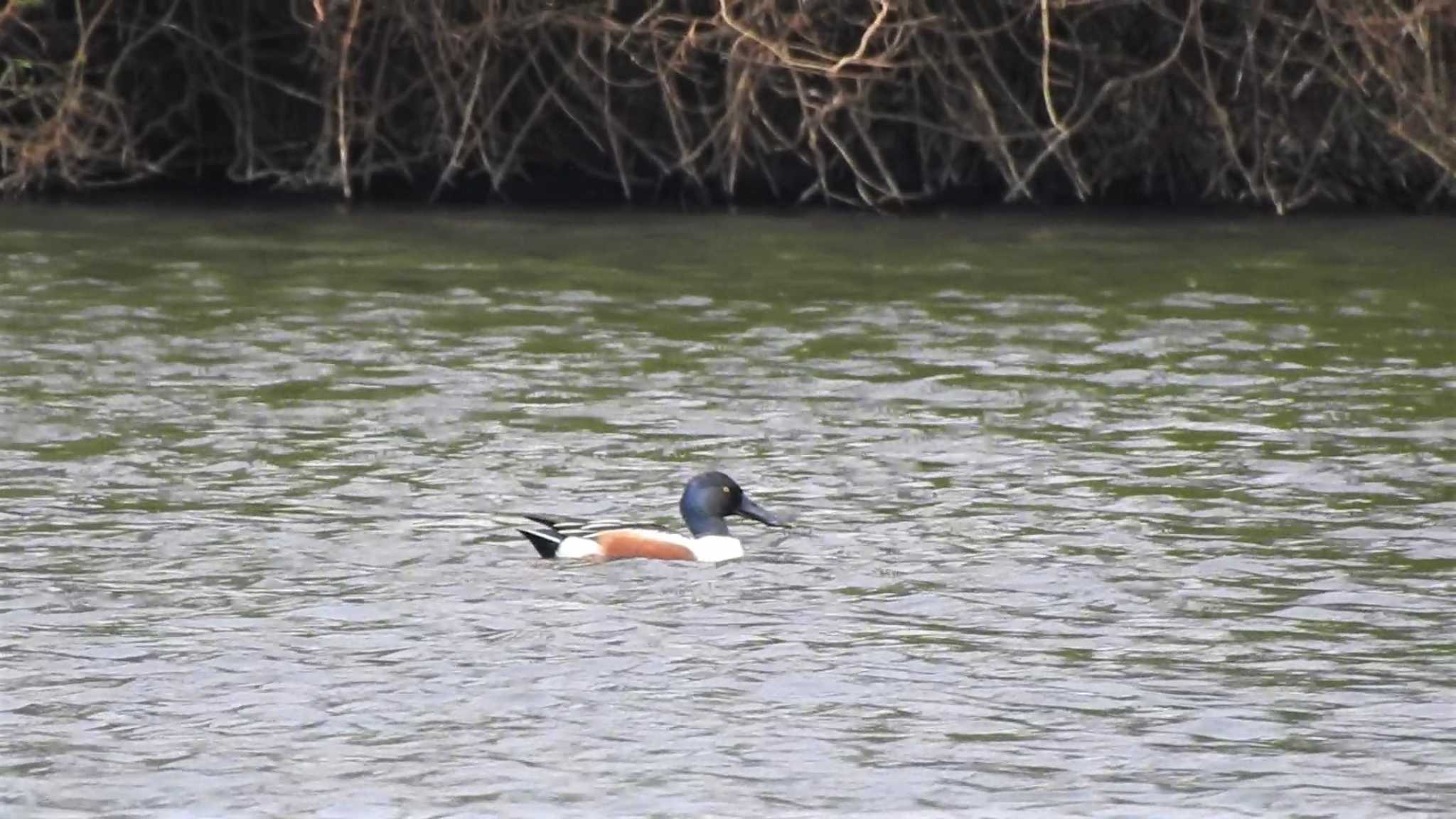 小川原湖(青森県) ハシビロガモの写真 by 緑の風