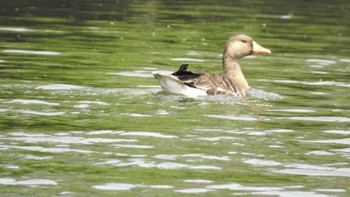 Greater White-fronted Goose 小川原湖(青森県) Fri, 5/5/2023