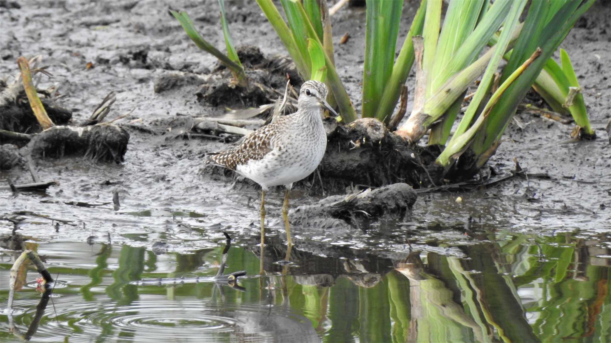 Wood Sandpiper