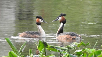 Great Crested Grebe 小川原湖(青森県) Fri, 5/5/2023