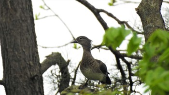 Mandarin Duck 小川原湖(青森県) Fri, 5/5/2023