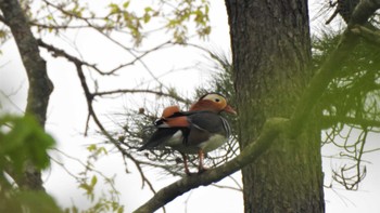 Mandarin Duck 小川原湖(青森県) Fri, 5/5/2023