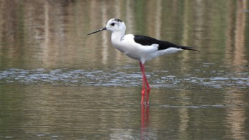 Black-winged Stilt 小川原湖(青森県) Fri, 5/5/2023