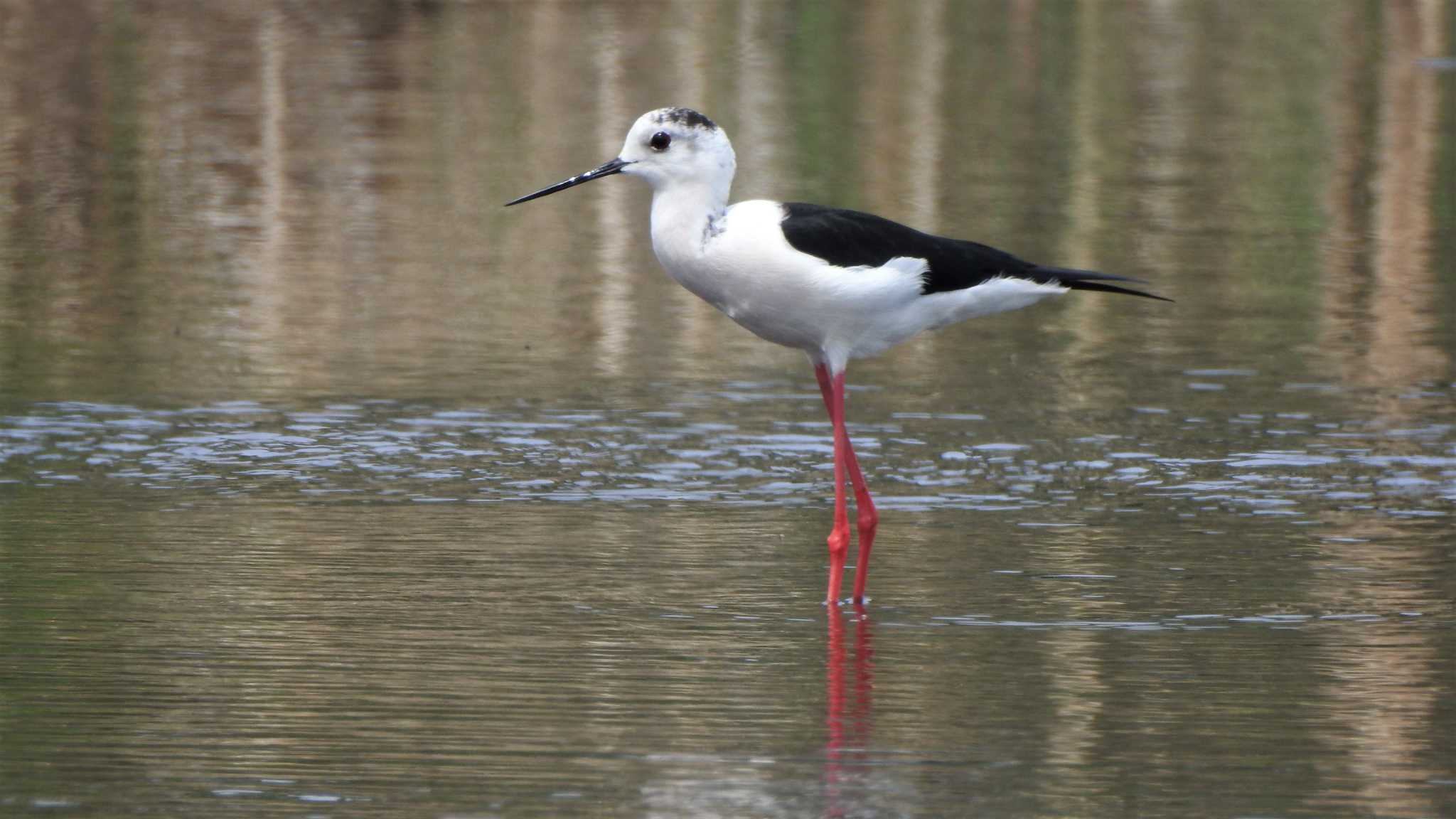 Black-winged Stilt