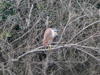 ハシブトゴイ Pughs Lagoon, Richmond Lowlands, NSW, Australia 2023年4月22日(土)