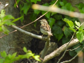 Russet Sparrow Awashima Island Thu, 5/4/2023