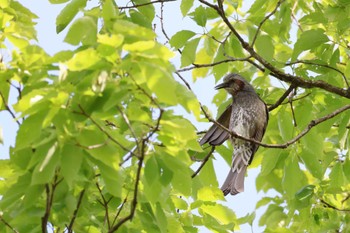 ヒヨドリ 各務野自然遺産の森 2023年5月3日(水)