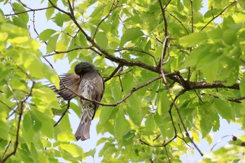 Brown-eared Bulbul 各務野自然遺産の森 Wed, 5/3/2023