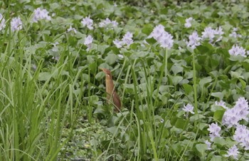 リュウキュウヨシゴイ ヴァンロン自然保護区 2023年4月30日(日)