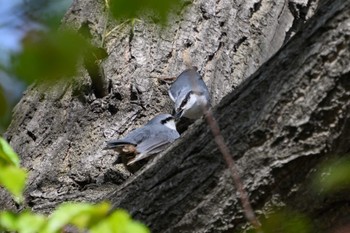 Eurasian Nuthatch 札幌 Sun, 5/7/2023