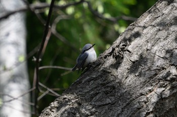 Eurasian Nuthatch 札幌 Sun, 5/7/2023