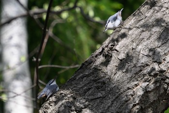 Eurasian Nuthatch 札幌 Sun, 5/7/2023