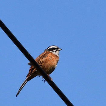 Meadow Bunting 杓子山 Thu, 5/4/2023