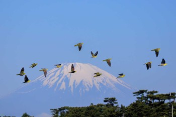 2023年5月4日(木) 大磯照ヶ崎海岸の野鳥観察記録