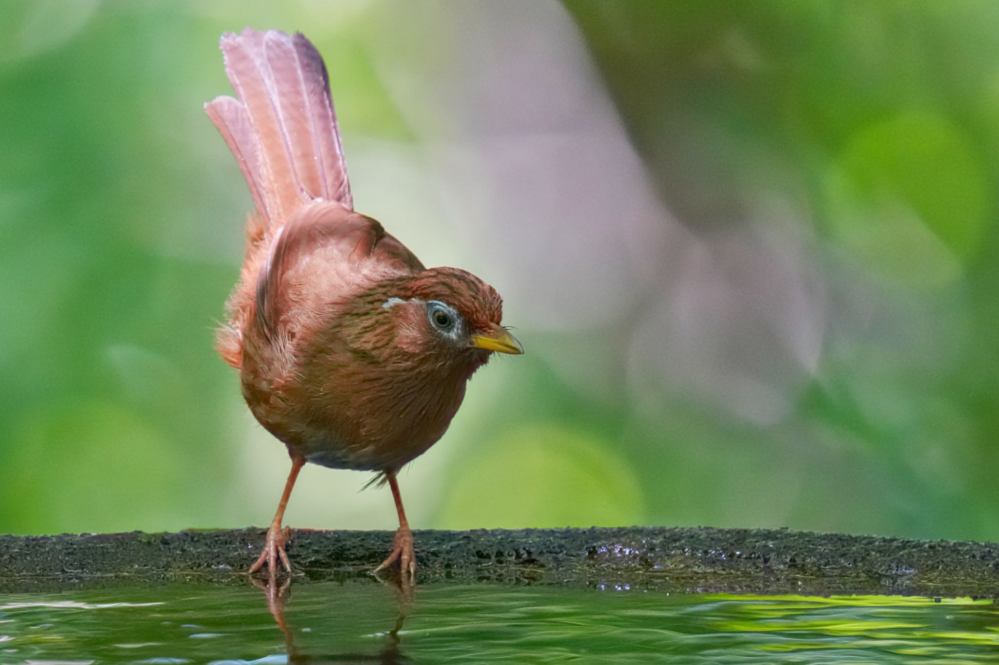 ガビチョウ