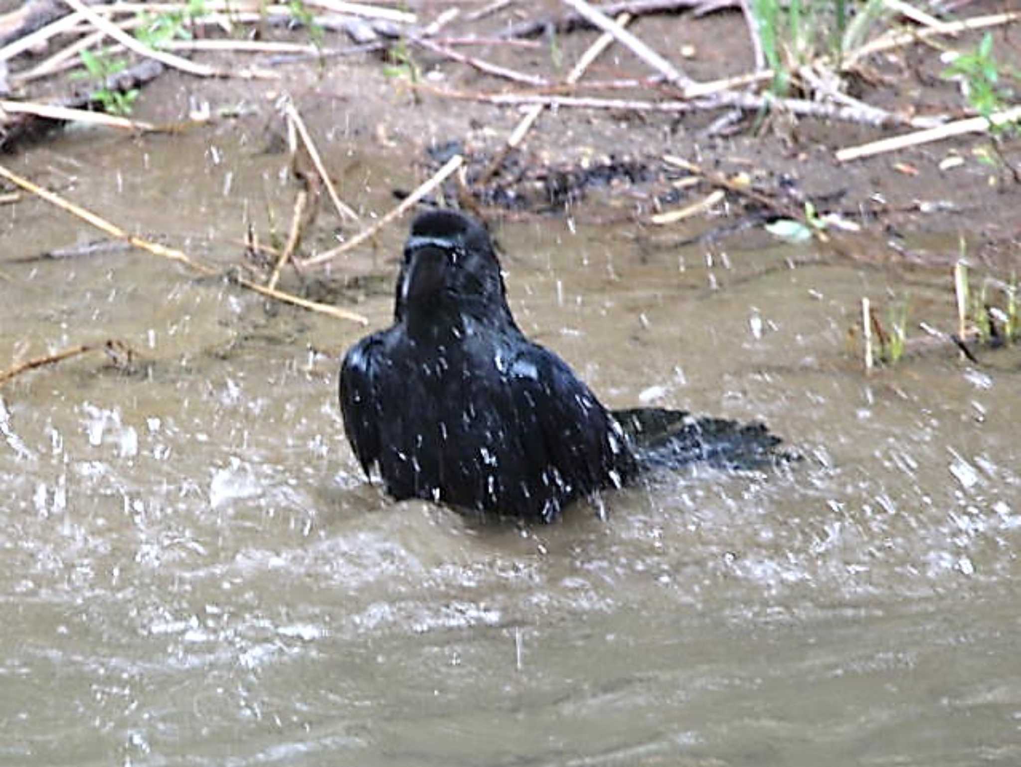 真駒内公園 ハシブトガラスの写真