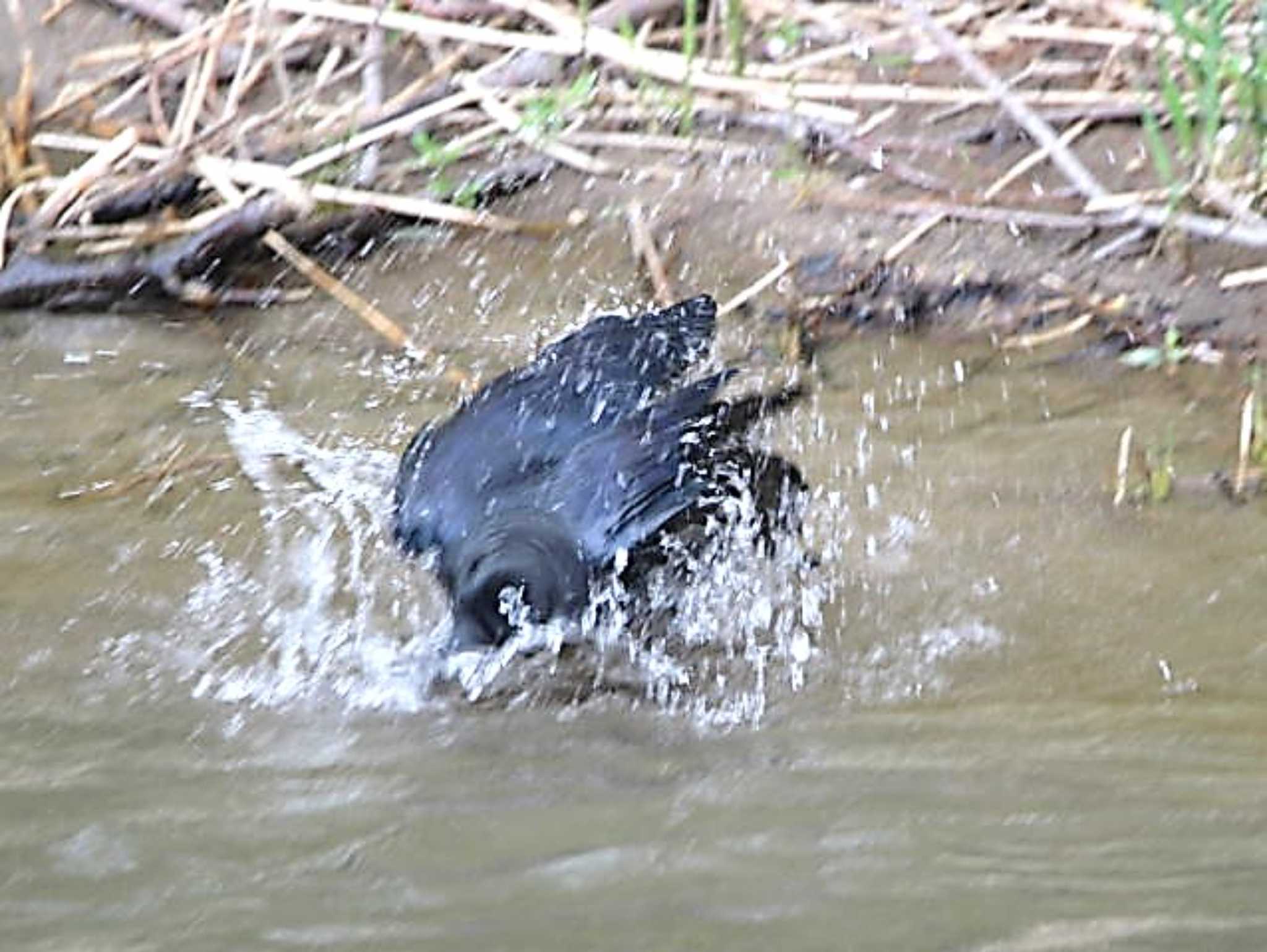 真駒内公園 ハシブトガラスの写真