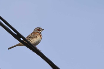 Chestnut-eared Bunting 山梨県 Sat, 5/6/2023