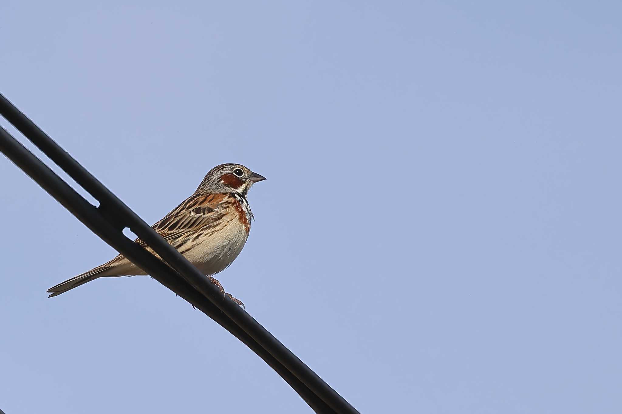 Photo of Chestnut-eared Bunting at 山梨県 by amachan