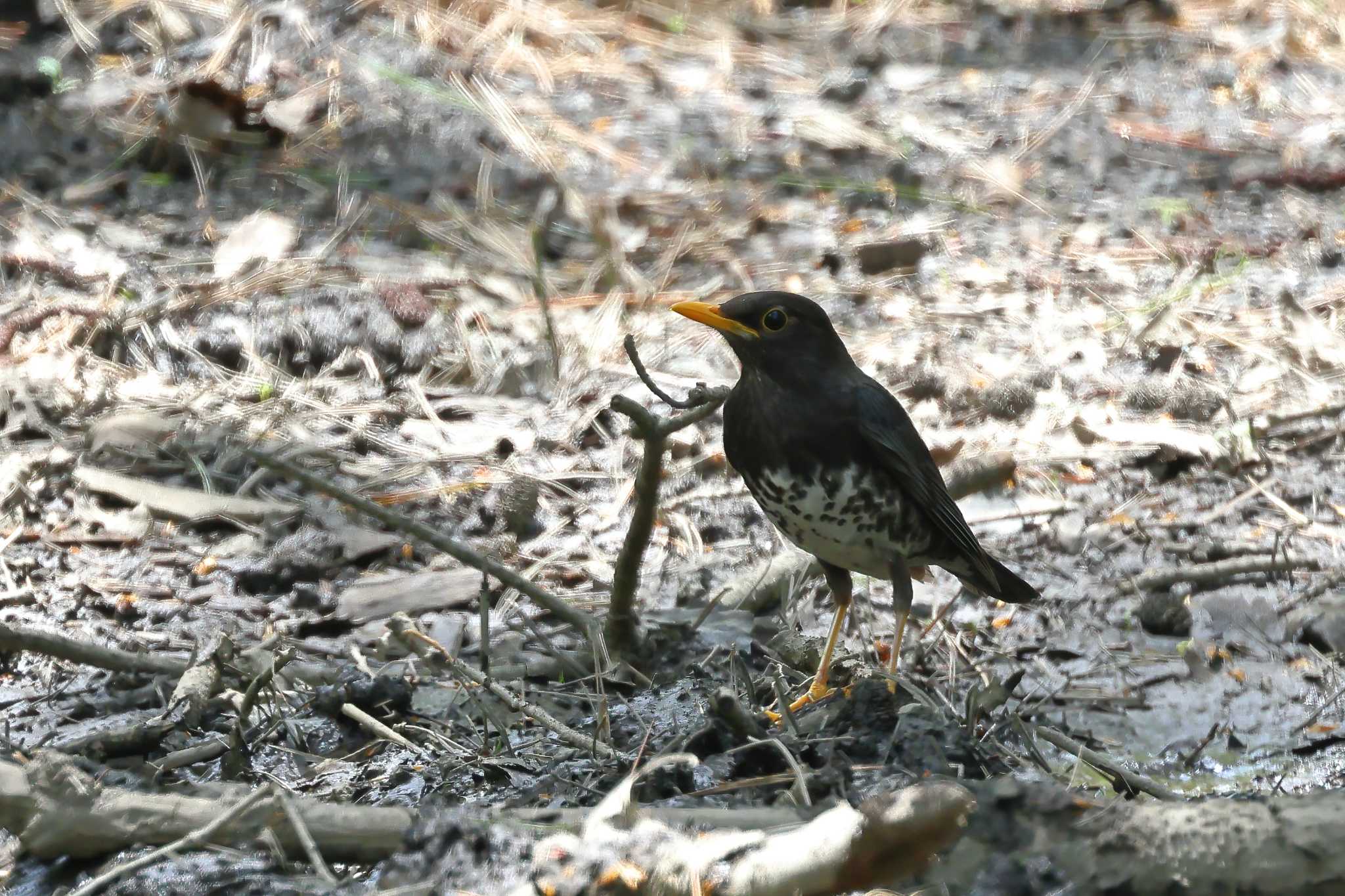 山梨県 クロツグミの写真