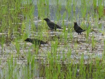 ハッカチョウ 伊丹西池黒池 2018年6月21日(木)