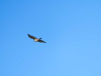 2023年4月19日(水) kununuraの野鳥観察記録