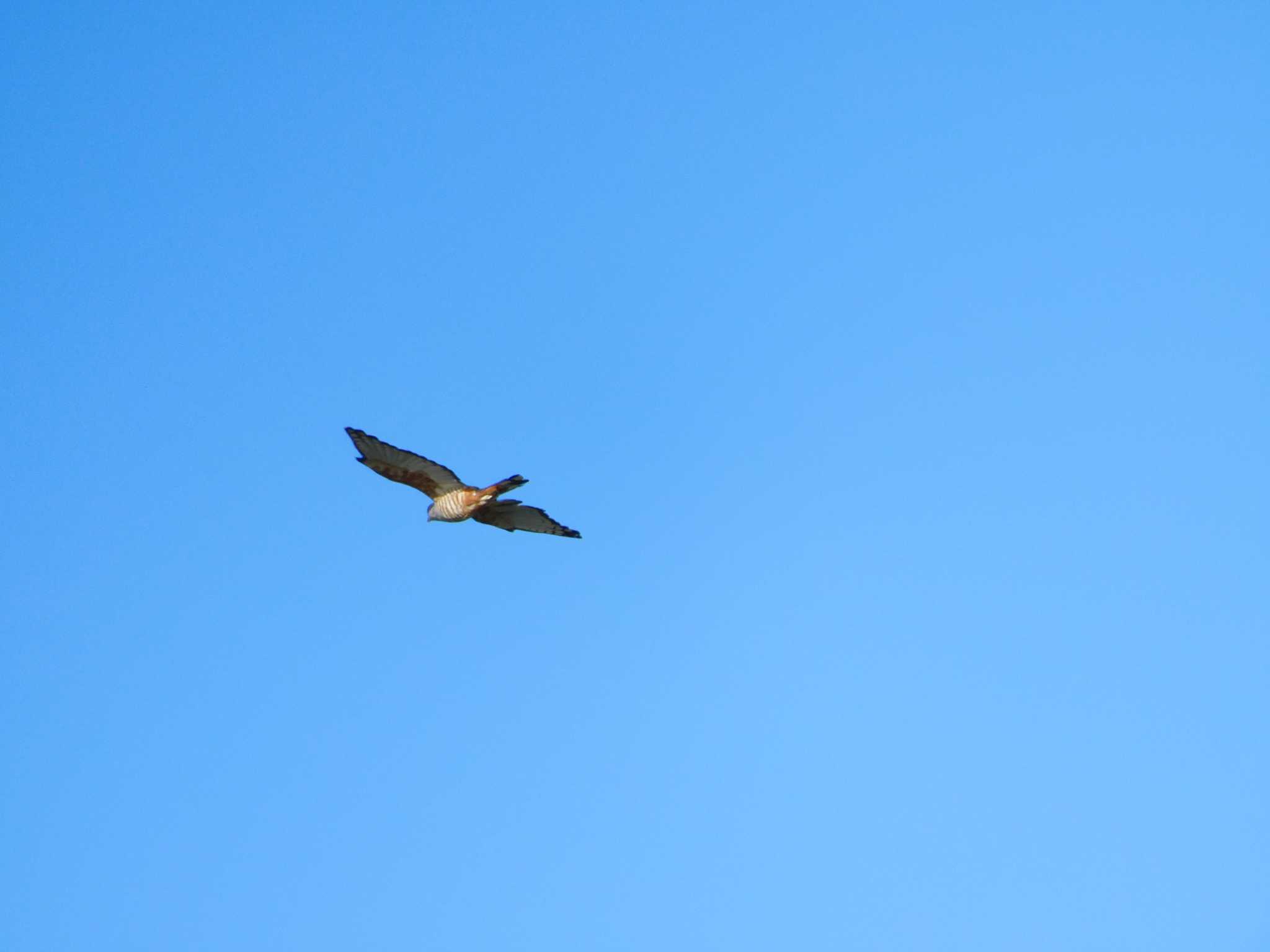 Pacific Baza