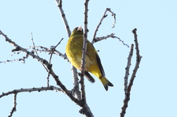 カワラヒワ 夙川河川敷緑地(夙川公園) 2023年3月19日(日)