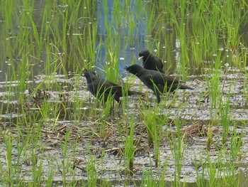 ハッカチョウ 伊丹西池黒池 2018年6月21日(木)