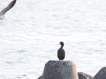 ヒメウ 粟島 2023年5月3日(水)